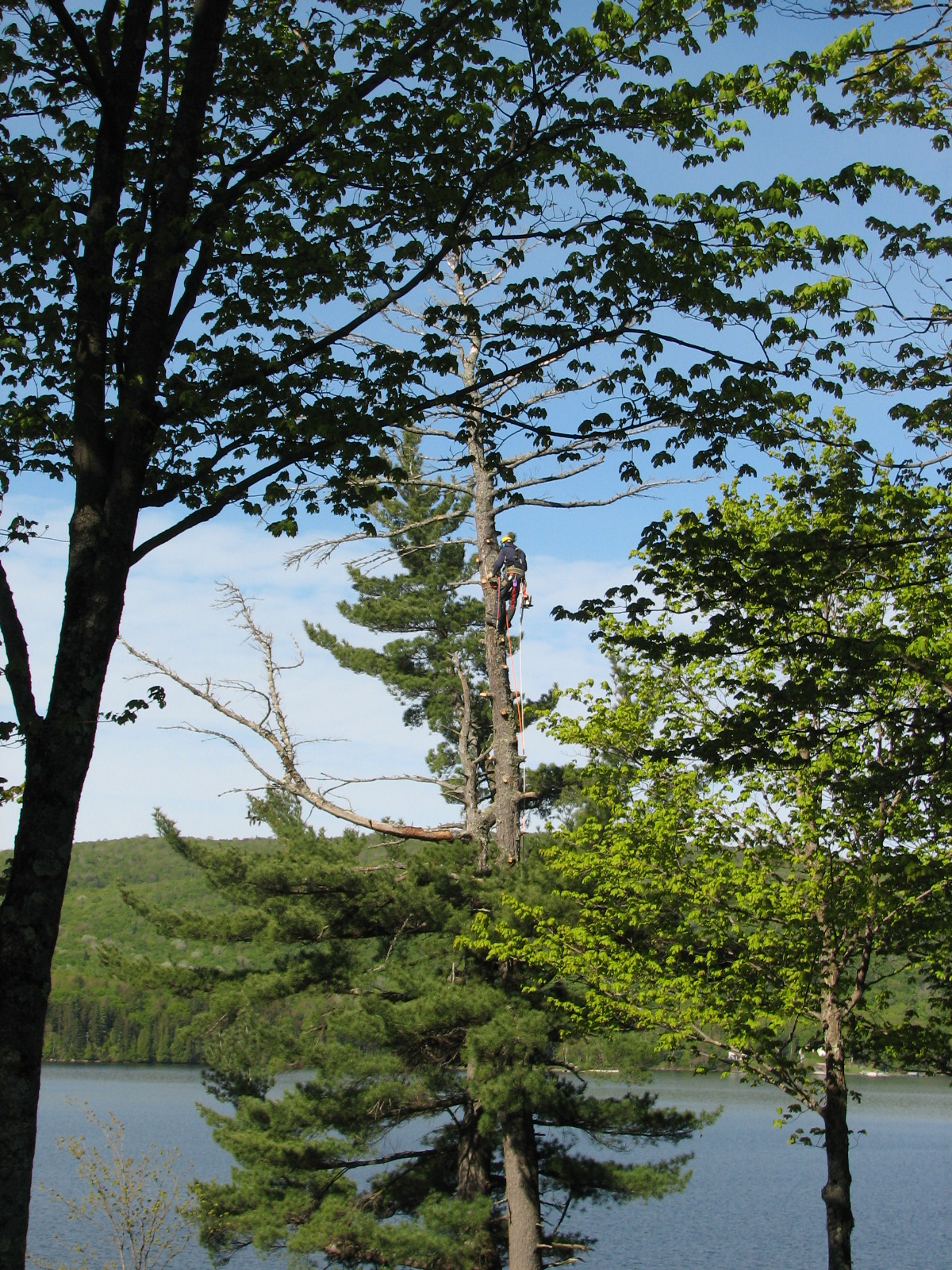Élagage pin blanc au Lac-St_joseph