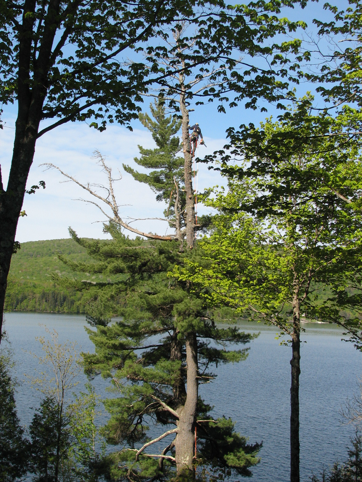 tête morte sur un pin blanc au Lac-St-Joseph
